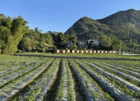 羅甸縣早春蔬菜迎豐收