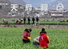 四川漢源：3.53萬(wàn)畝蒜薹豐收